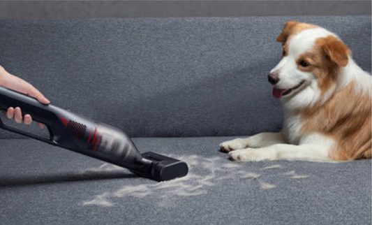 Så får du bort hundlukt från mattan: 8 effektiva sätt