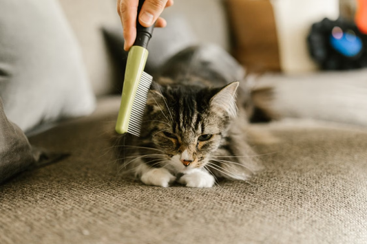 Katt som kammas på soffa med synlig lös päls